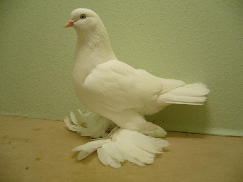 Munster 2009 796.jpg - HV 96 E  von Lena Grotegut auf Altholländische Tümmler, weiss